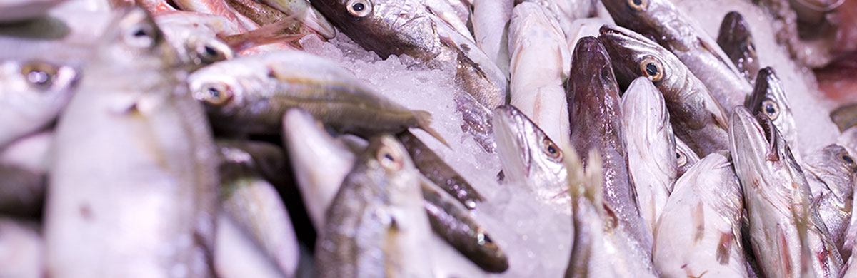 Sector Pescados y Mariscos | Mercado Central